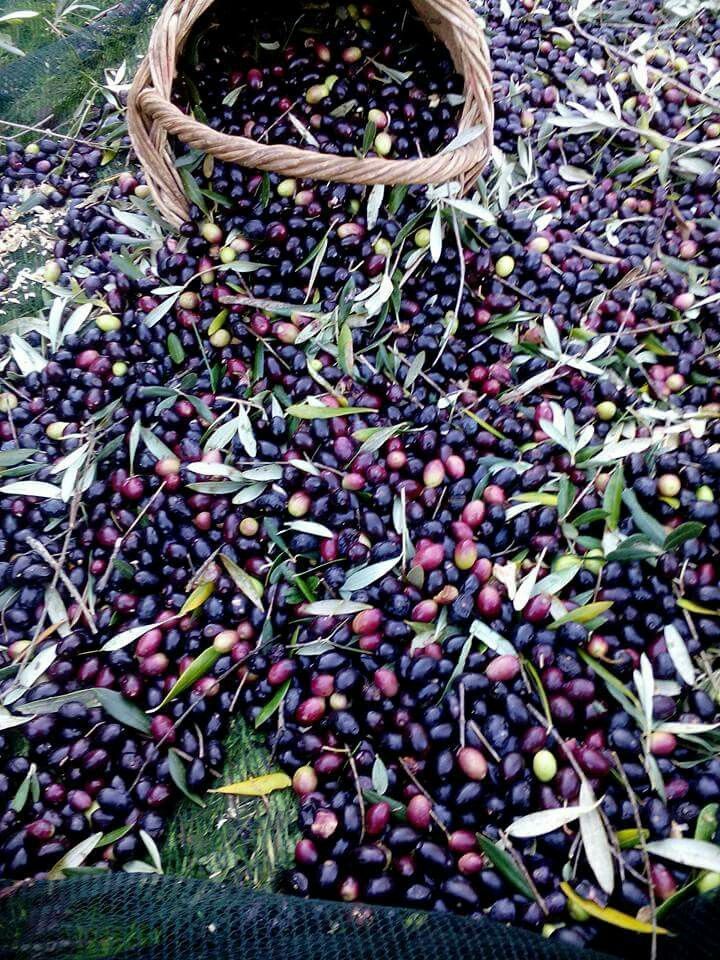 Sepetle toplanan taze zeytin hasadı
