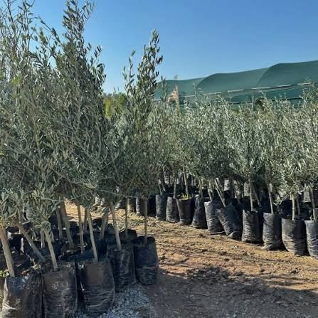 Saksılarda dizili, dikime hazır Memecik zeytin fidanları